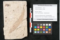 Foto (Objekt + Etikett) von Sapindus graecus Unger (NHMW-GEO-2024-0188-8182)